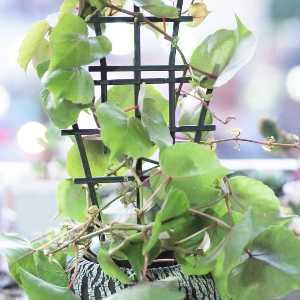 Plant Support Stake - Practical Hot New Plant Support Climbing