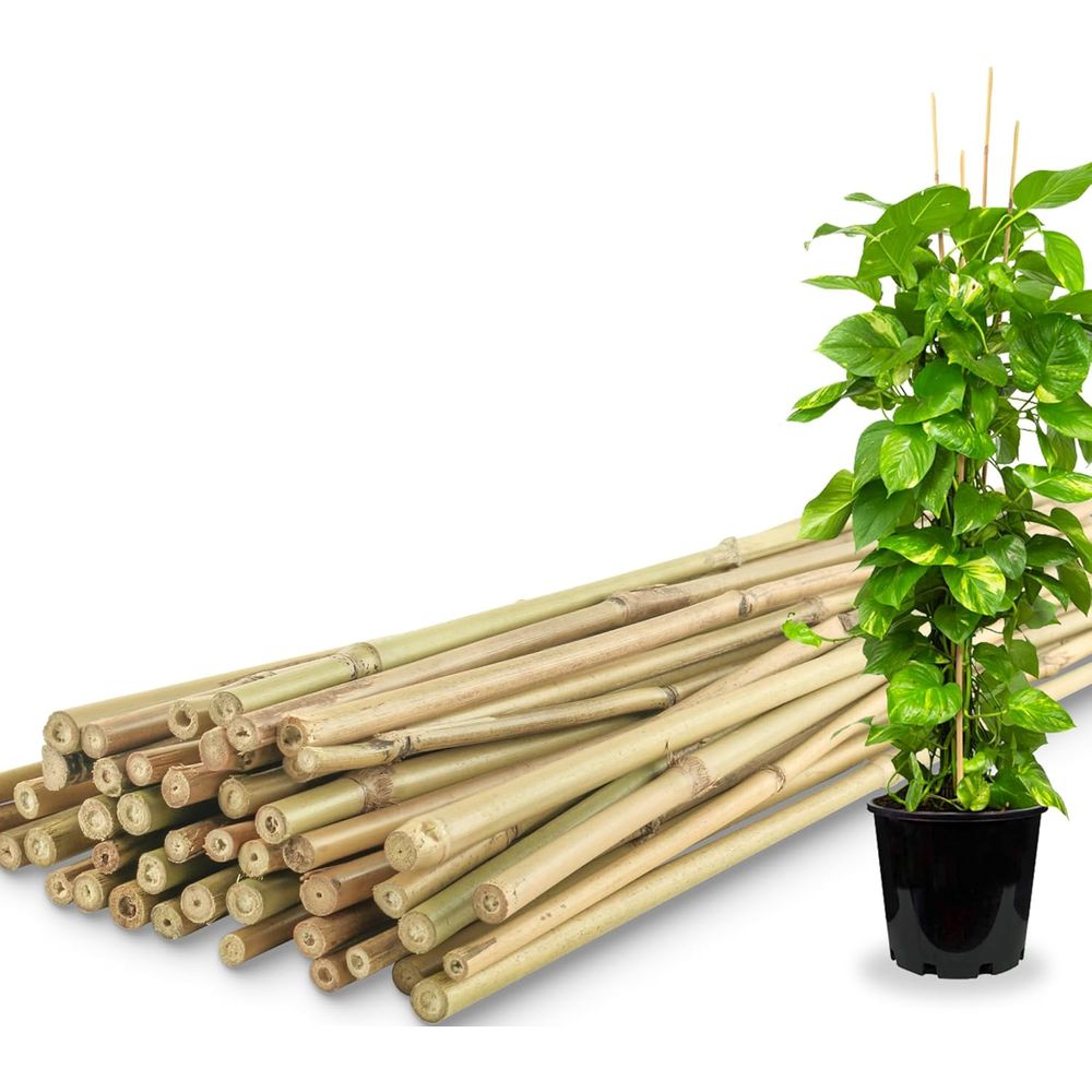 50 Pack Bamboo Plant Stakes fo - đánh giá và giá Plant Support Stake