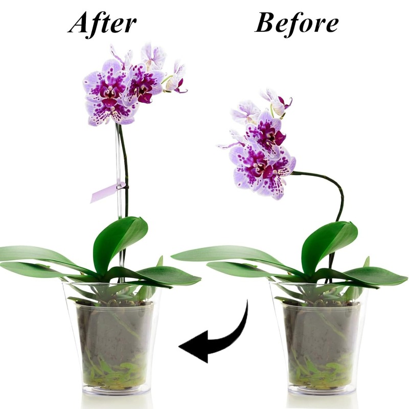 Reusable Clear Flower Support  - đánh giá và giá Plant Support Stake